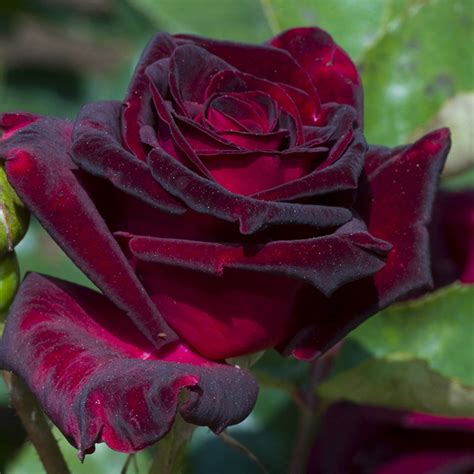 black baccara rose meaning|Black Baccara Rose: Nature’s Noir Masterpiece Unveiled .